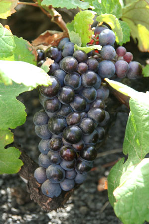 Grapes on a vine